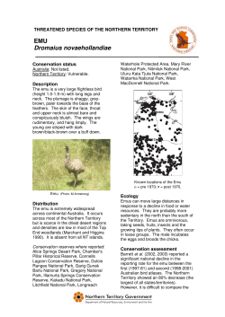 EMU Dromaius novaehollandiae