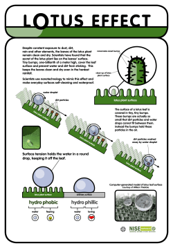 Surface tension holds the water in a round drop, keeping it off the leaf.