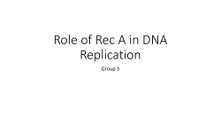 Role of Rec A in DNA Replication