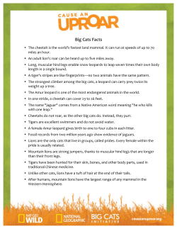 Big Cats Facts - National Geographic