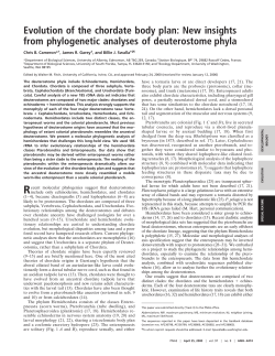 Evolution of the chordate body plan: New insights from phylogenetic