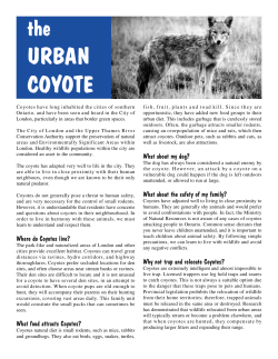 Coyote Fact Sheet - Upper Thames River Conservation Authority