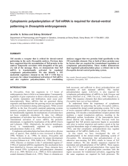 Cytoplasmic polyadenylation of Toll mRNA is