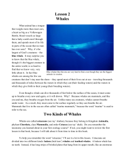 Lesson 2 Whales Two Kinds of Whales