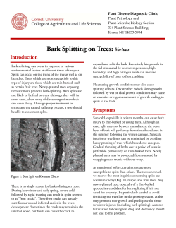 Bark Splitting on Trees: Various - Cornell`s Plant Disease Diagnostic
