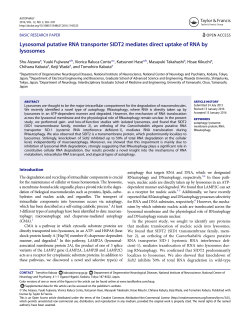 Lysosomal putative RNA transporter SIDT2 mediates direct uptake
