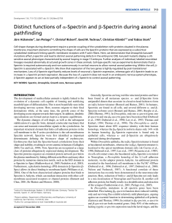 Distinct functions of ɑ-Spectrin and ß-Spectrin during