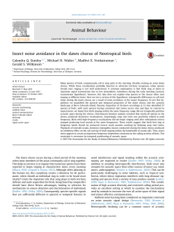Insect noise avoidance in the dawn chorus of Neotropical birds