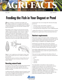 Feeding The Fish In Your Dugout Or Pond