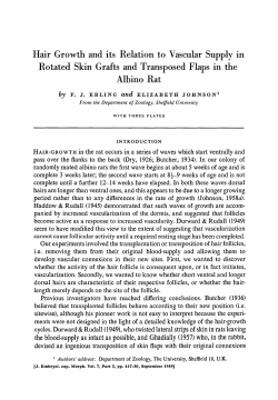 Hair Growth and its Relation to Vascular Supply in