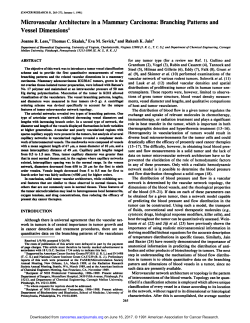 Microvascular Architecture in a Mammary