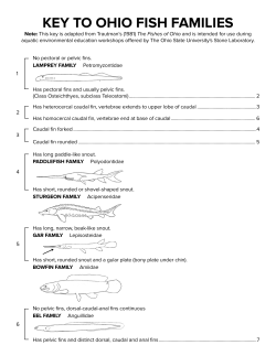 key to ohio fish families