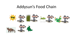 Desert Food Web