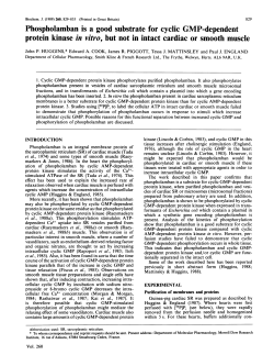 protein kinase in vitro, but not in intact cardiac or smooth muscle