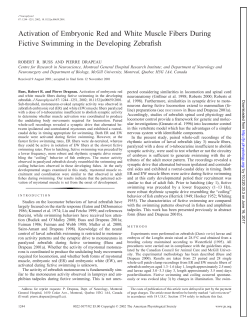 Activation of Embryonic Red and White Muscle Fibers During Fictive