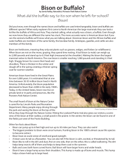 Bison or Buffalo? - Friends of Pioneers Park Nature Center