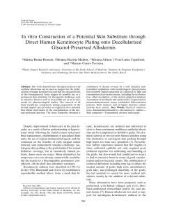 In vitro Construction of a Potential Skin Substitute through
