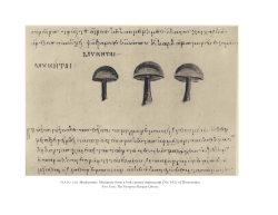 PLATE LVIII. Mushrooms. Miniature from a loth century manuscript