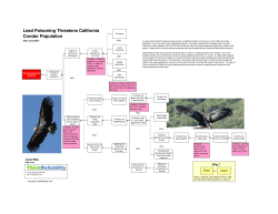 Lead Poisoning Threatens California Condor
