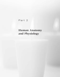 Human Anatomy and Physiology