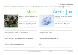 Sloth Arctic fox - Teachit Primary