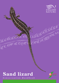 sand lizard handbook (5395)
