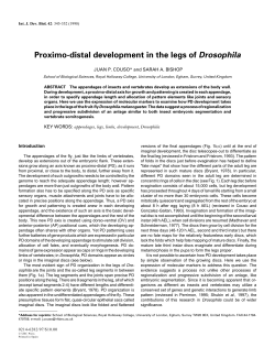 Proximo-distal development in the legs of Drosophila