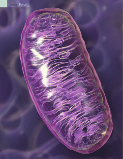 Environment Affects Mitochondria