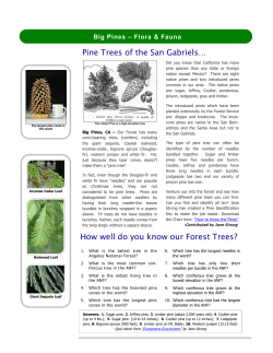 Pine Trees of the San Gabriels&hellip; How well do you know our Forest