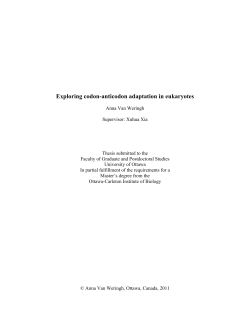Exploring codon-anticodon adaptation in eukaryotes