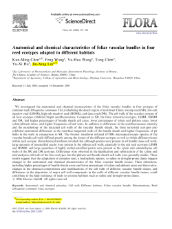 Anatomical and chemical characteristics of foliar vascular bundles in