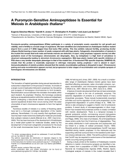 A Puromycin-Sensitive Aminopeptidase Is Essential for Meiosis in