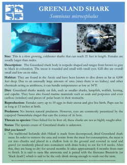 GREENLAND SHARK