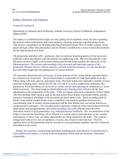 Kidney Structure and Function