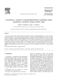 Cytochrome c location in phosphatidylcholineycardiolipin model