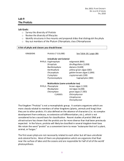 Lab 9 The Protists