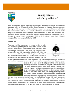 Leaning Trees &ndash; What`s up with that?