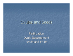 Ovules and Seeds