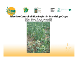 Selective Control of Blue Lupins in Mandelup Crops