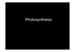 Photosynthesis