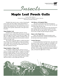 SP290-F Maple Leaf Pouch Galls - University of Tennessee Institute
