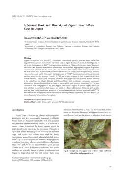 A Natural Host and Diversity of Pepper Vein Yellows Virus in Japan