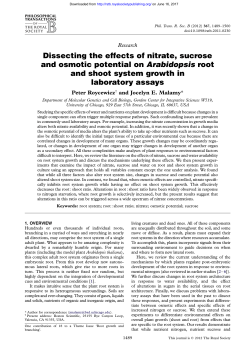 Dissecting the effects of nitrate, sucrose and osmotic potential on