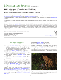 Felis nigripes (Carnivora: Felidae)