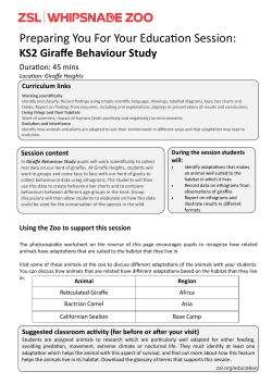 Giraffe Behaviour Study (KS2)