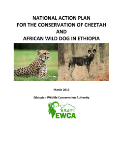 national action plan for the conservation of cheetah and