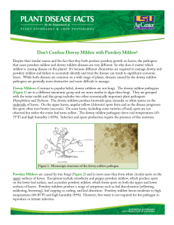 Don`t Confuse Downy Mildew with Powdery Mildew!