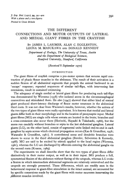 the different connections and motor outputs of lateral and medial