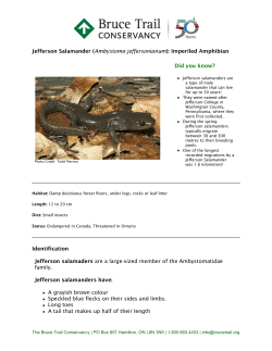 Jefferson Salamander (Ambystoma jeffersonianum)