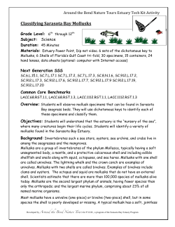 Classifying Sarasota Bay Mollusks
